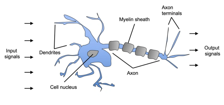Neuron biologis: dendrites menerima sinyal → cell body mengintegrasikan → axon mengirim output